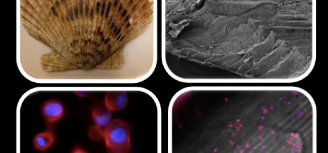 Concha de ostión chileno: potencial biomaterial para regeneración de tejido óseo